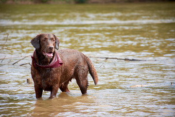 labrador dog in water