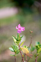 Nature in amazon region