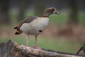 Egyptian goose looking alert