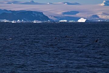 Hunting Orcas