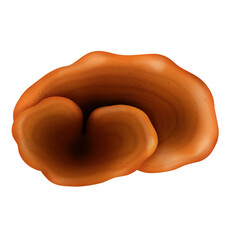 Reishi mushroom. Illustration