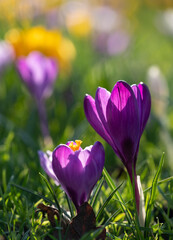 Purple, yellow and white crocuses growing in the grass. Photographed in spring at a garden in Wisley, Surrey UK.