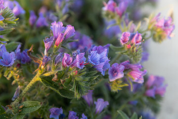 Echium plantagineum in the rays of the setting sun near the Mediterranean Sea. Flora of Israel.