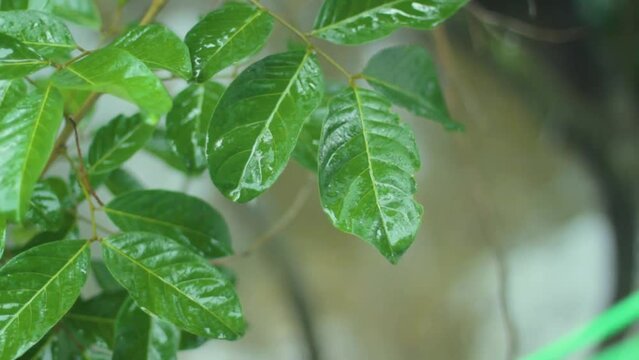 Wet rambutan leaves exposed to rain