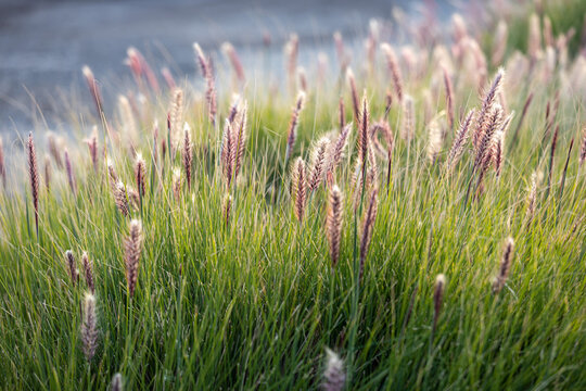 Cenchrus purpureus, synonym Pennisetum purpureum, also known as Napier grass, at sunset near the Mediterranean. Flora of Israel.
