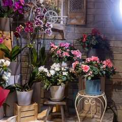 Ceramic pots with begonias and orchids on wooden boxes of different heights decorate the entrance to the store.
