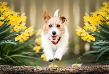 Happy playful funny pet dog running, jumping in spring between easter flowers. Puppy training in...