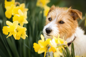 Happy cute pet dog puppy smelling easter daffodil flowers. Spring forward, springtime background. Dog in the nature.