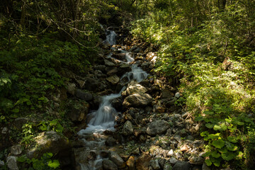 Fototapeta premium Forest river