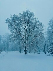 Fototapeta na wymiar Tree in snow.