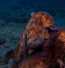 Octopus
