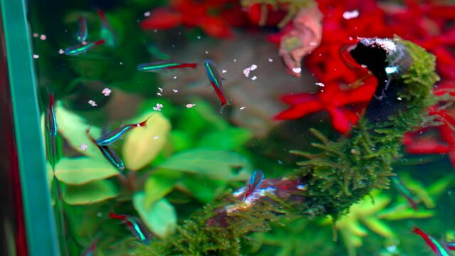 School of neon tetra fish feeding in tropical aquascape. Planted aquarium with big branched roots and Frodo stones. 4k footage
