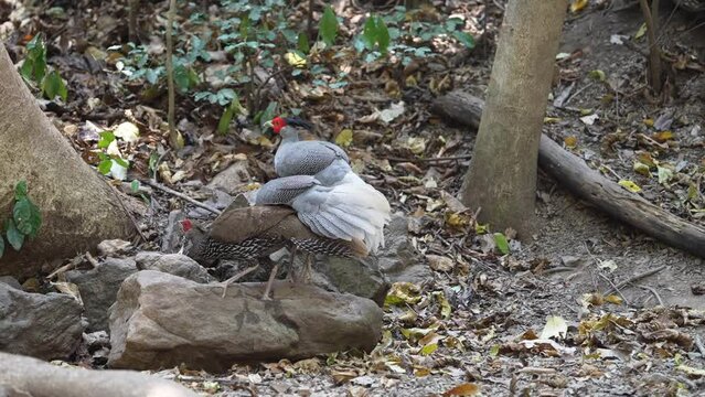 Kalij pheasant male living on the ground in nature