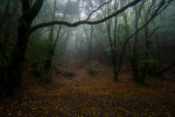 forest in fog
