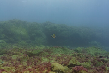 scene with reef and fishes