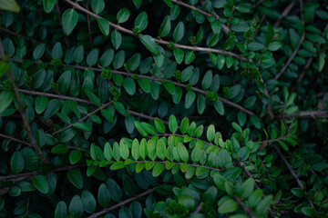 Green leaves in the forest