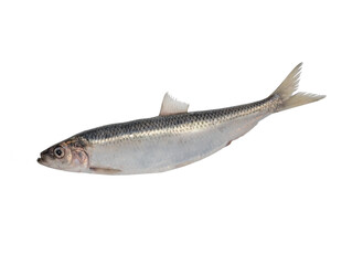 Big Baltic herring is isolated on a white background