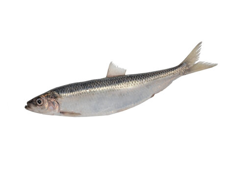 Big Baltic herring is isolated on a white background