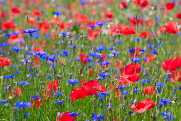 Fototapeta premium field full of red poppies and violet wild flowers
