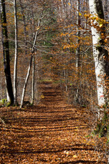 Path in autumn forest