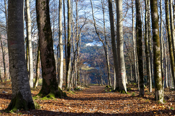 Path in autumn forest