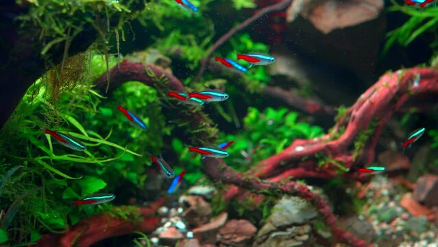School of neon tetra fish in tropical aquascape. Planted aquarium with big branched roots and Frodo stones. 4k footage
