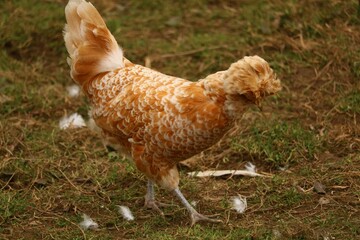 Padoue chamoisée liseré blanc naine