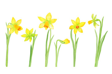 Daffodil flowers watercolor set illustration. Botanically drawn yellow flowers for postcards and design.