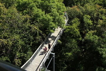 Nationalpark Hainich mit Baumkronenpfad. Thueringen, Deutschland, Europa -  Hainich National Park with treetop path. Thuringia, Germany, Europe