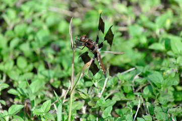 Damsel Fly