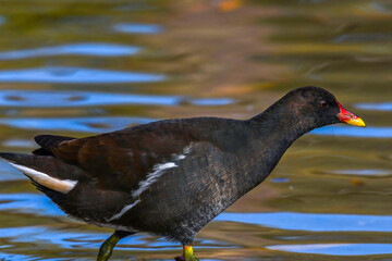 gallinella d'acqua(gallinula chloropus)
