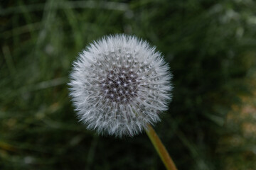 Fluffy white dandelion seed head on a green blurred background. Close-up. Soft focus.