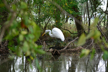 great white heron