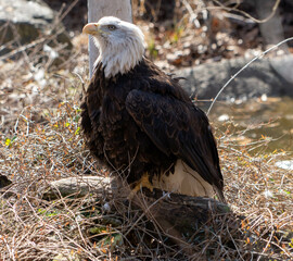 American Bald Eagle