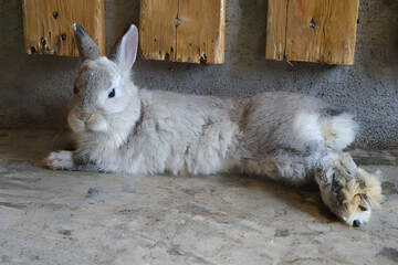 Obraz premium Sleepy Rabbit In The Pen Generative Art