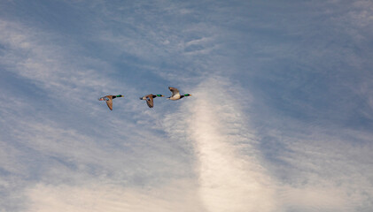 water bird in the air, Mallard, Anas platyrhynchos