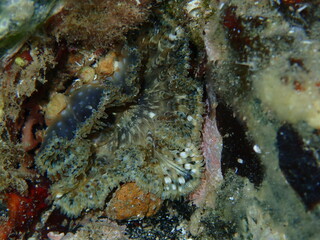 Natural surrealism or psychedelic art. Accidental shot of Daisy anemone (Cereus pedunculatus) out of focus close-up undersea, Aegean Sea, Greece, Halkidiki