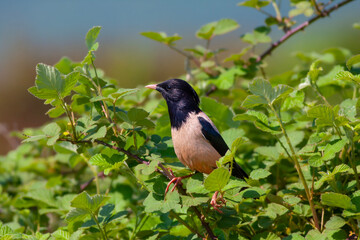 bird looking around  in woodland, Rosy Starling, Pastor roseus
