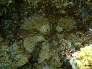Naklejka na ściany i meble Natural surrealism or psychedelic art. Accidental shot of Daisy anemone (Cereus pedunculatus) out of focus close-up undersea, Aegean Sea, Greece, Halkidiki