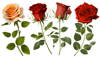 bouquet of roses on transparent background