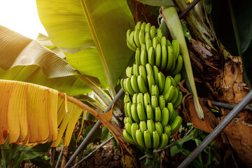 Banana tree with bunch of growing green bananas, plantation rain-forest background.