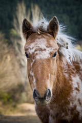 Caballo en seudolibertad