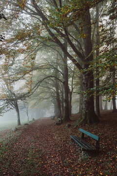 Empty wooden benches in misty autumn park