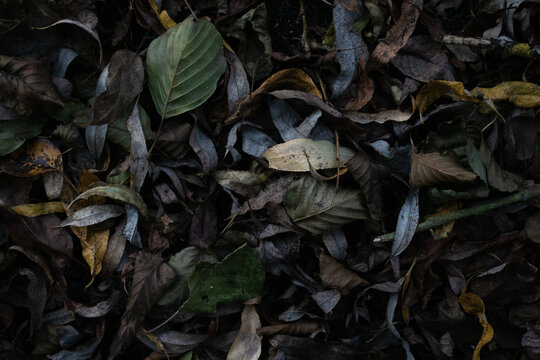 Fototapeta Fallen leaves on grass