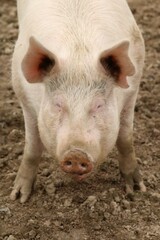 Fototapeta premium tête de cochon