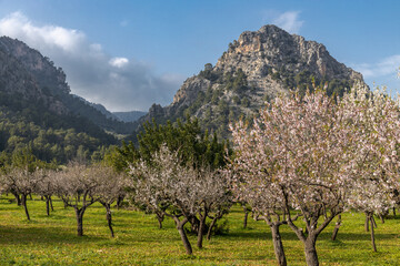 Blossoming almond trees in Serra de Tramuntana mountain region in Majorca, Mallorca, Balearic Islands, Spain, Europe