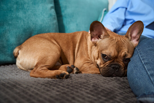 Loving master whiling away time with French bulldog