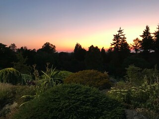 Sunset and plants