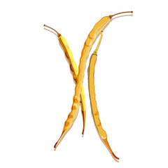 Colorful dried rapeseed pods. Isolated beans on white background. Modern flat cartoon vector illustration for poster, web design, banner, card, flyer, icon, logo or badge.