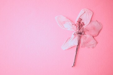Herbarium flowers of an apple tree on a pink table